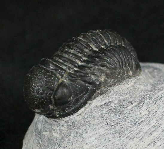 Bargain Gerastos Trilobite Fossil #27966